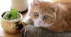 金のふぐの猫草。