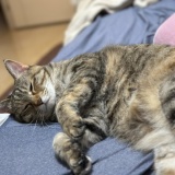 落ちる瞬間の夢