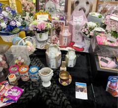 子猫達にフードのご支援をお願い致します🙏