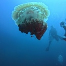 Richelieu Rock - Surin, Thailand, Andaman Sea - リューロック、スリン国立公園、タイ、アンダマン海　#1273