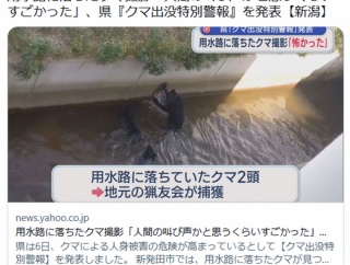 【（・(ｪ)・）】用水路に落ちたクマ撮影「人間の叫び声かと思うくらいすごかった」、県『クマ出没特別警報』を発表　新潟・新発田市