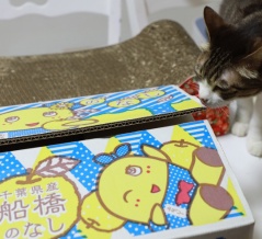 船橋の梨と猫。