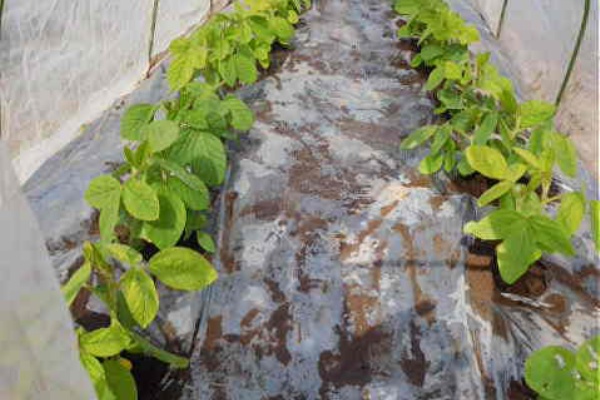 コロちゃんのやさい畑 有機 無農薬栽培 エダマメ