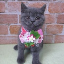 ☆甘えんぼブリティッシュちゃんデビュー☆