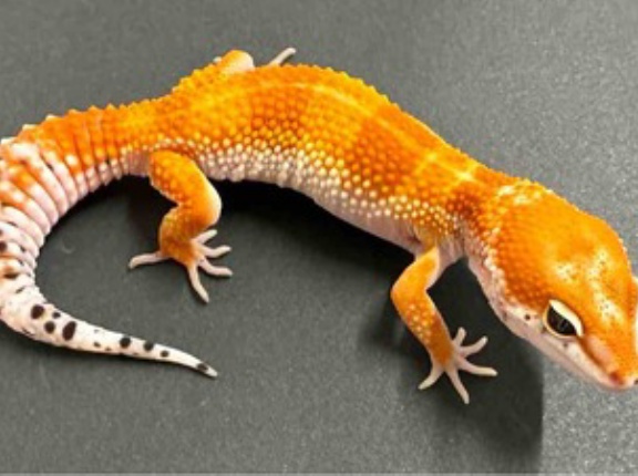 【レオパ新着】豹紋堂！LONDON LEOPA！GECKOS ETC.！＋α