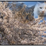 くららんち。～B型夫婦と猫２匹の日常～