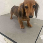 長野県 上田市  ペットショップ             ワンラブ                       アリオ上田店ブログ