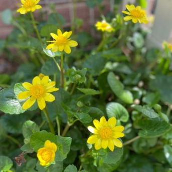 ＊鉢の号数って迷うよね〜？？？マーガレットの植え付け＆季節の花〝水仙とヒメリュウキンカ〟