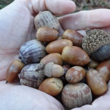 【秋】どんぐり画像を置いておきます