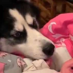 【犬】 ベッドで寝ていた赤ちゃんが泣きだした。ど、ど、どうしよう！ → 犬はこうなっちゃう…