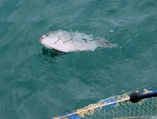 ７月室戸の地磯岸壁釣りは巨大魚との闘い