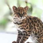 ボリビアで新種の猫が発見される　１００年ぶり　小さくてかわいいと話題に （※画像あり）