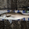 【霞シーバス】2025年度 釣友に感謝。有難う御座います。