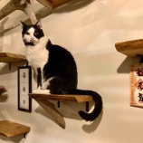 『Muddy Cat 定期便 3/27〜4/1』の画像