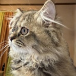 猫カフェ ねこまんまBlog