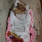 ニャンともhappy♪　　ママらいふ(=^Å^=)