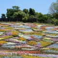 くじゅう花公園！４