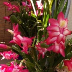 ∞ チャンスの輪 ∞ チャンスガーデン ∞