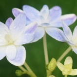 『AIと光マイクロバブル(6050回記念)(3)』の画像