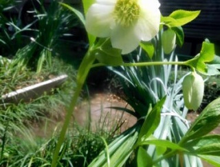 プランツの生命力に拍手!! Σ('◇'*)ｴｪｯ!?