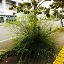 雑草群像（２）