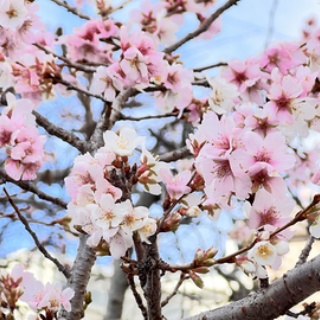 長谷川先生とちーすけのブログ