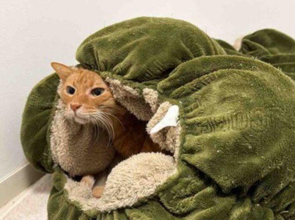 サンゴロール17ProMaxAir　20260127