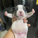 カメラが捉えた犬の愉快な瞬間