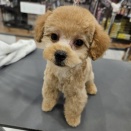 トリミング紹介