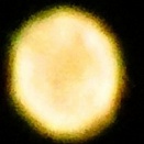 2026　2026　岡山県　岡山市の自宅の庭　天王星