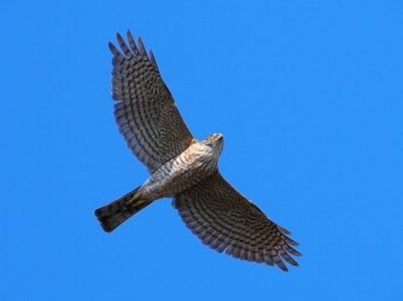 2026年2月15日の野鳥公園