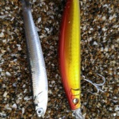 ありがとう鹿島灘2015年水揚げ②