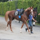 インゼル 3歳馬近況