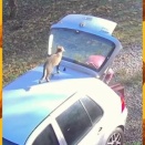 猫はわりかし、邪悪な存在なのでは？と思わないでもない映像集