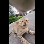 【動画】猫に首輪カメラをつけてみる ⇒ 想像以上に厳しい猫社会の現実がこちら・・・