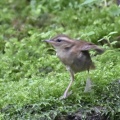 ヤブサメ