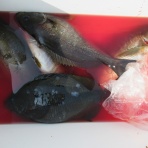 濱田渡船 愛媛県宇和島市 御五神