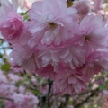 内園の八重桜　15日でしたが・・・。