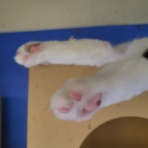 みにみゅう　猫の飼い主さん募集中　