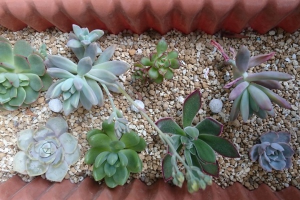 多肉初心者ひよっこの多肉植物栽培と趣味探しのブログ エケベリア