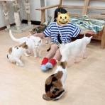 猫式ブログ～里親募集型猫カフェ