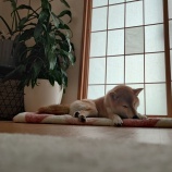 『明日の"すず🐾"はいかに❗️❓️〜相棒🎾』の画像