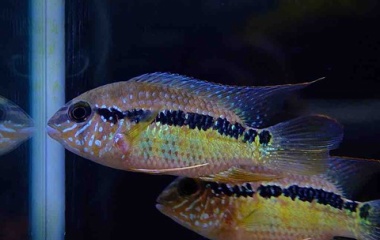 『10月24日(土)熱帯魚入荷情報🐟』の画像