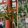 立浪草
