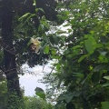 ヤマユリ・キボウシ・リョウブの花が見ごろです♪