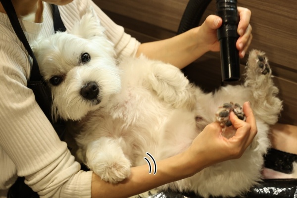 たかシェフのおうちごはん と 白い犬 と チワワ お風呂 Powered By ライブドアブログ