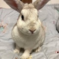 新規保護うさぎの紹介　縁側組