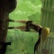 【PSVita】 GRAVITY DAZE の公式サイトがオープン!