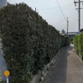 槇垣　アカメ垣　年間管理四日市市K様邸