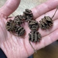第455号  メタセコイア発芽す の巻